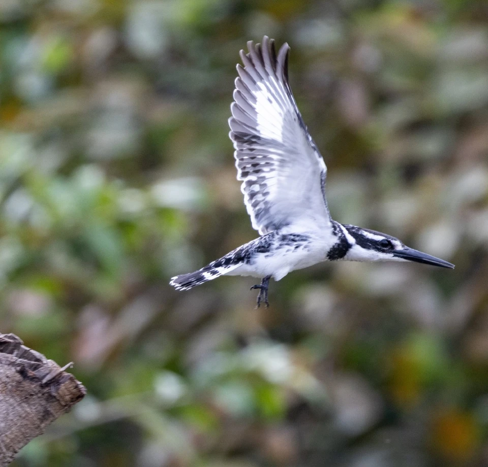 Lakeside Birdlife Focus