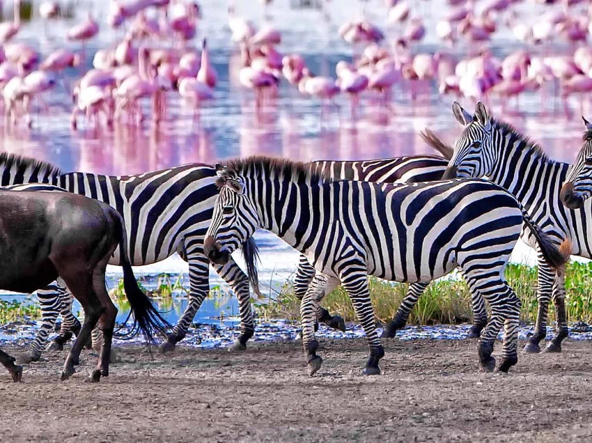 Lake Manyara Wildlife