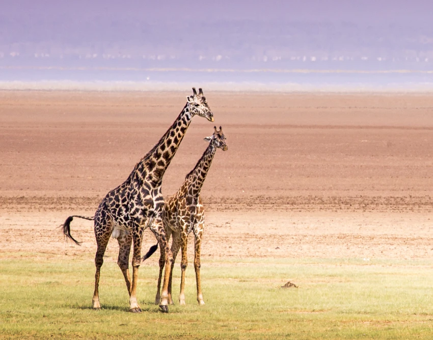 Lake Manyara Wildlife