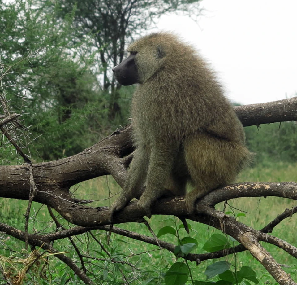 Elephants, baboons, and birds