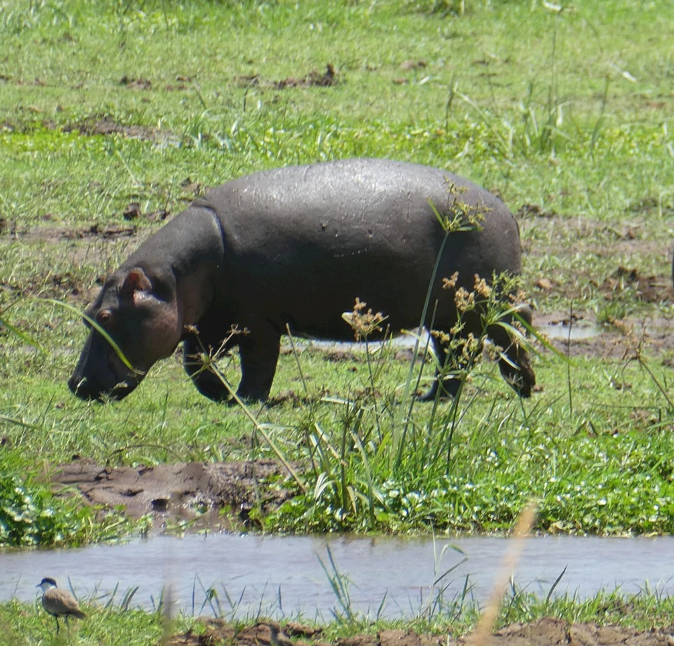 Hot Springs & Hippo Pools