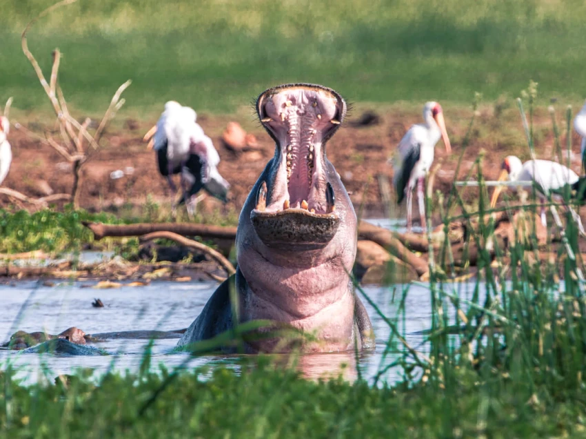 Lake Manyara Wildlife