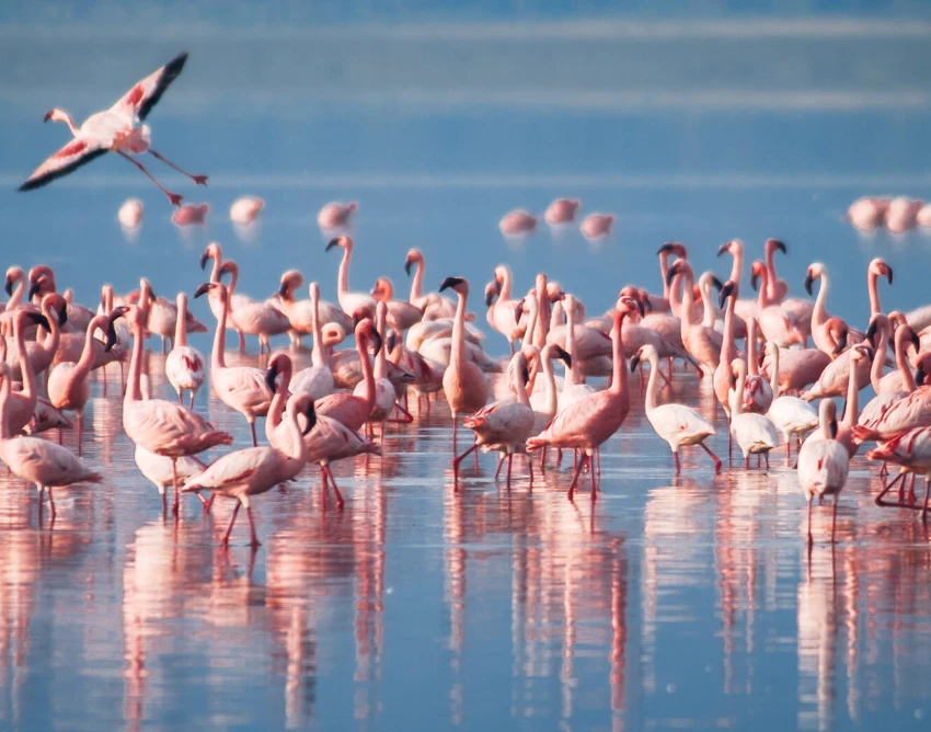 Lake Manyara Wildlife