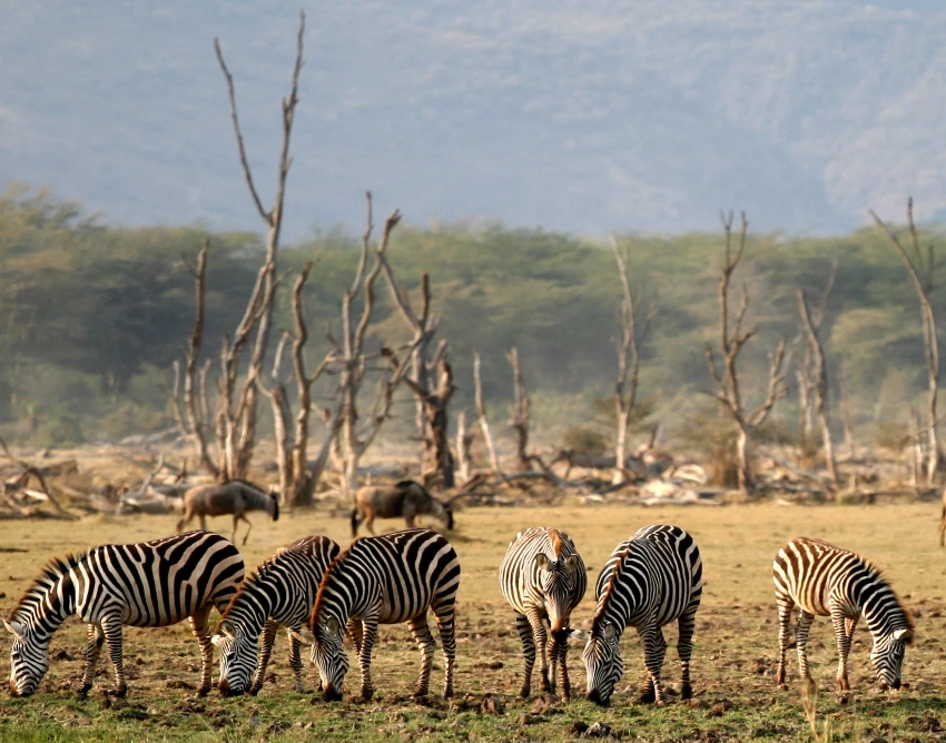 Lake Manyara Wildlife
