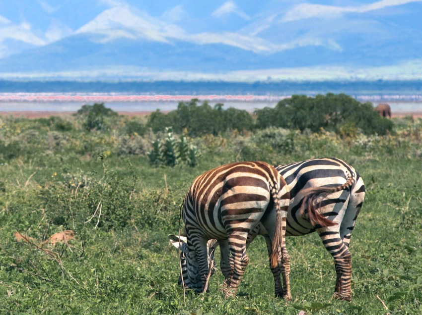 Lake Manyara Wildlife