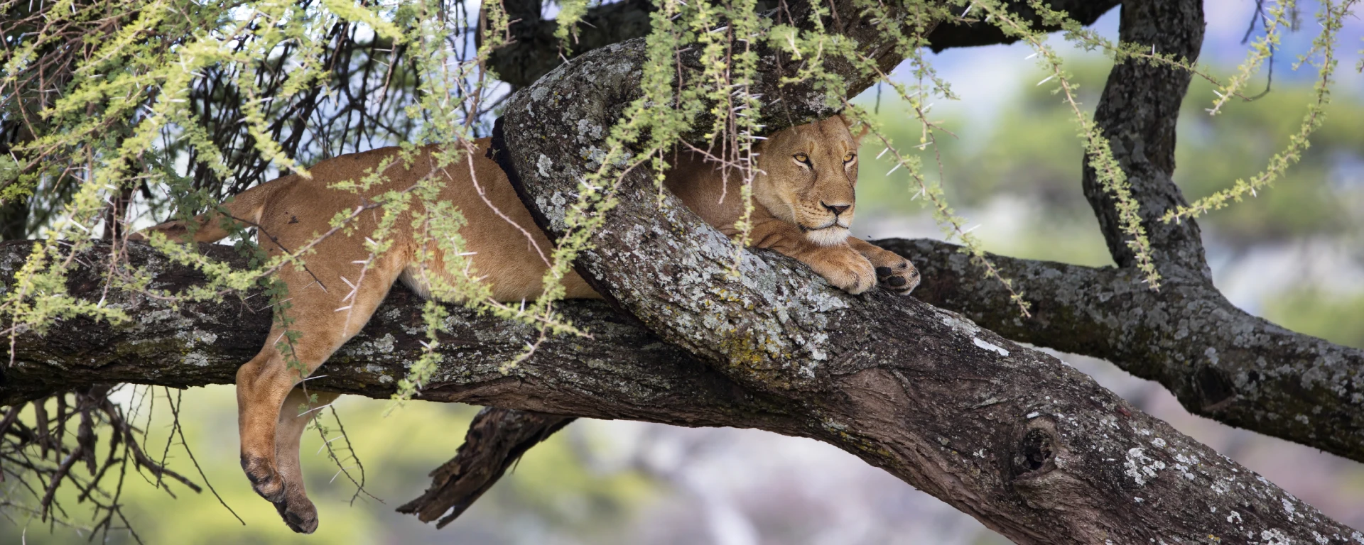 Lake Manyara National Park