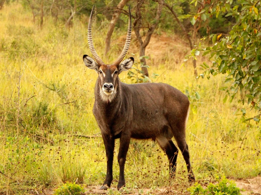 Lake Mburo National Park Attractions