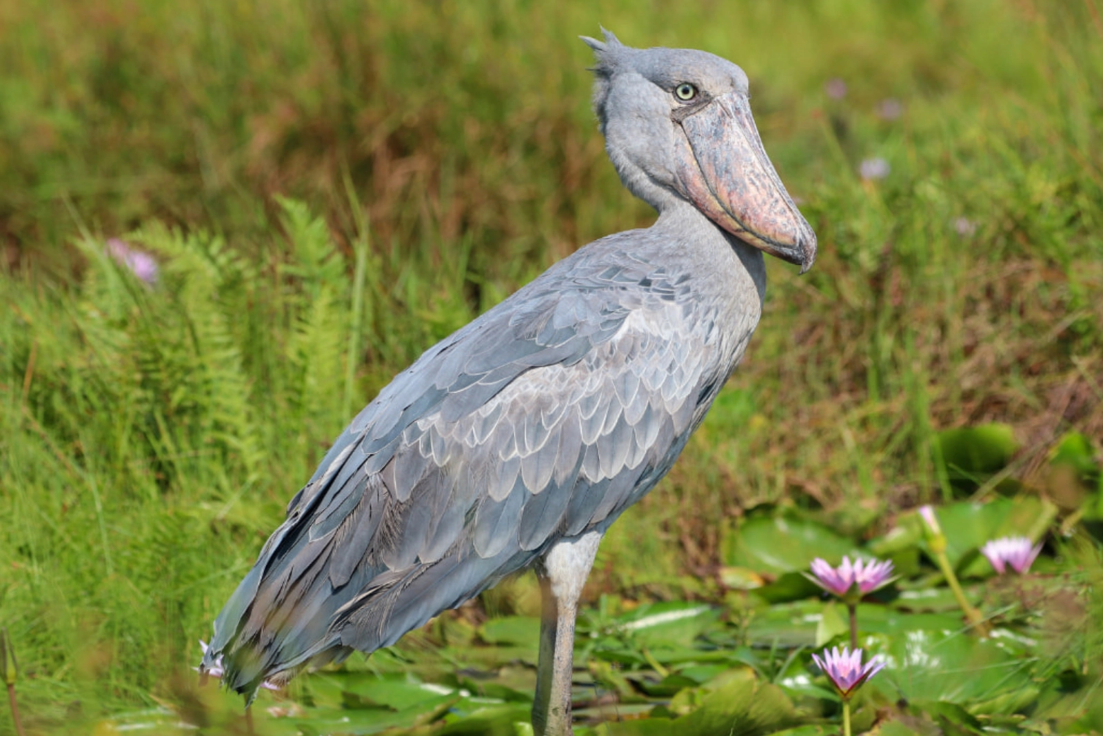 Exceptional Bird Watching