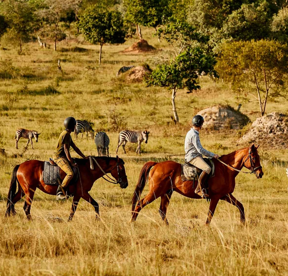 Experience Thrilling Safari