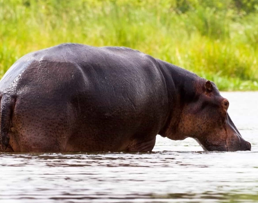 Lake Mburo National Park Wildlife