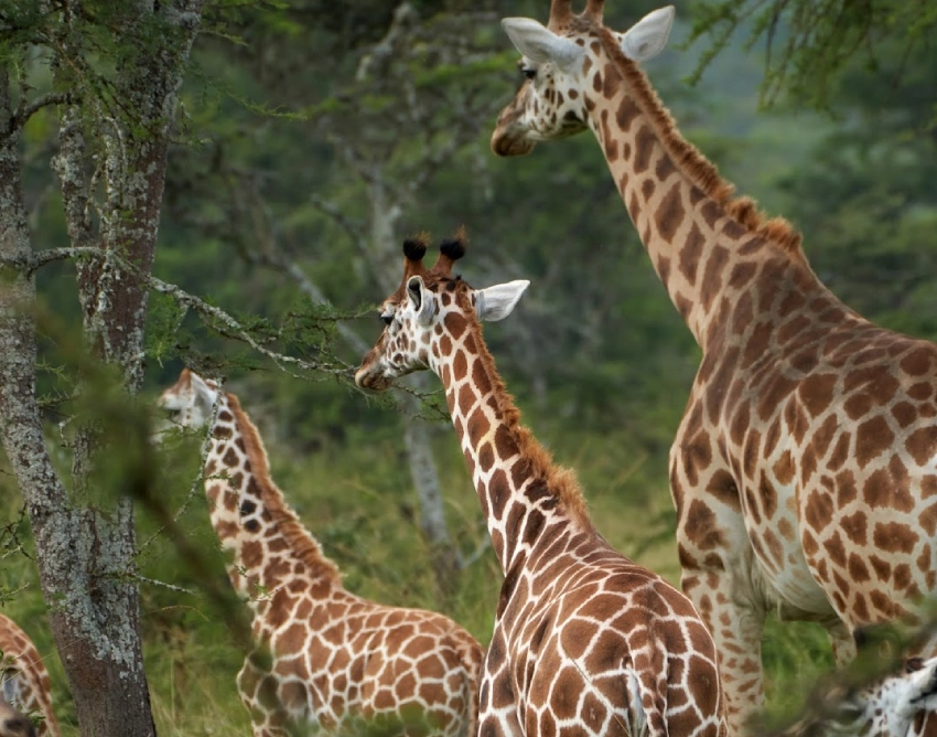 Lake Mburo National Park Wildlife