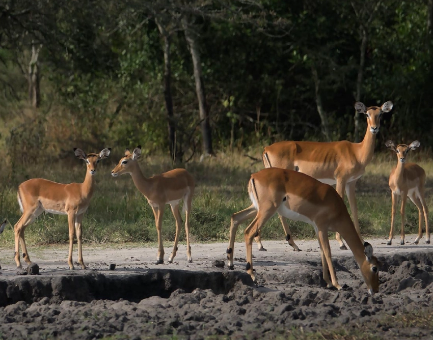 Lake Mburo National Park Attractions
