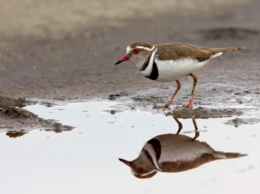 Lake Mburo National Park Birdlife