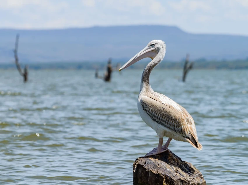 Lake Naivasha Birdlife