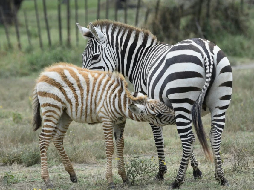 Lake Naivasha Safari