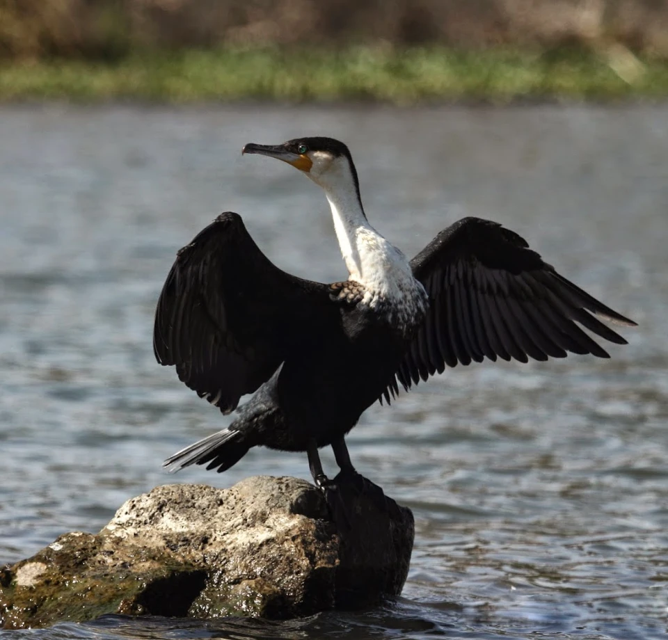 Freshwater Birdlife Focus