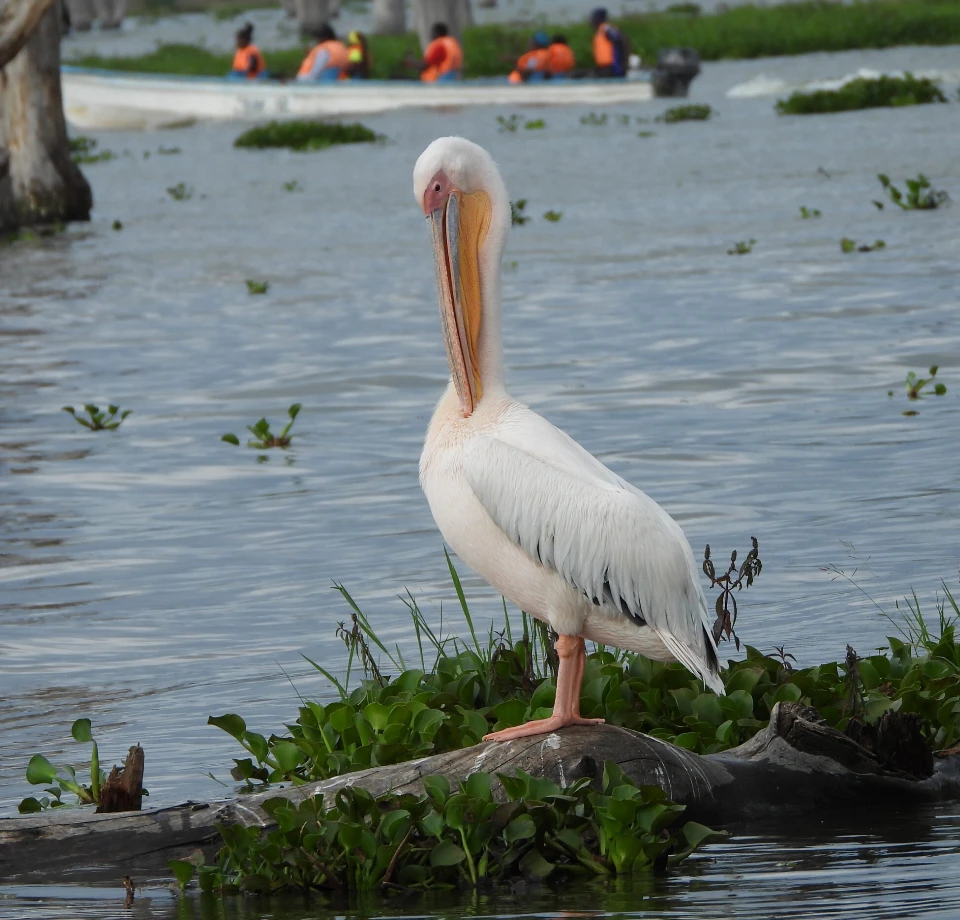 Freshwater Lake Ecology