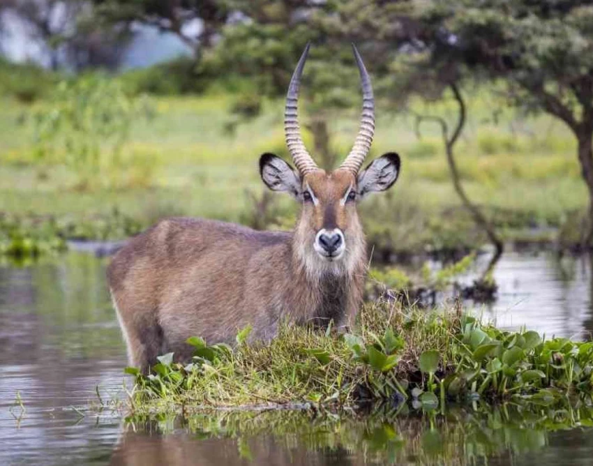 Lake Naivasha Wildlife