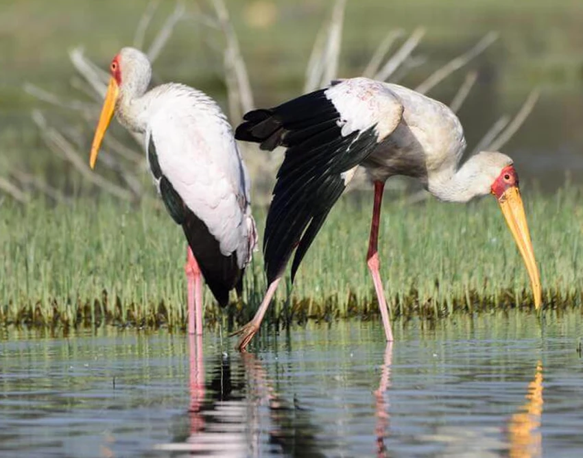 Lake Naivasha Attractions