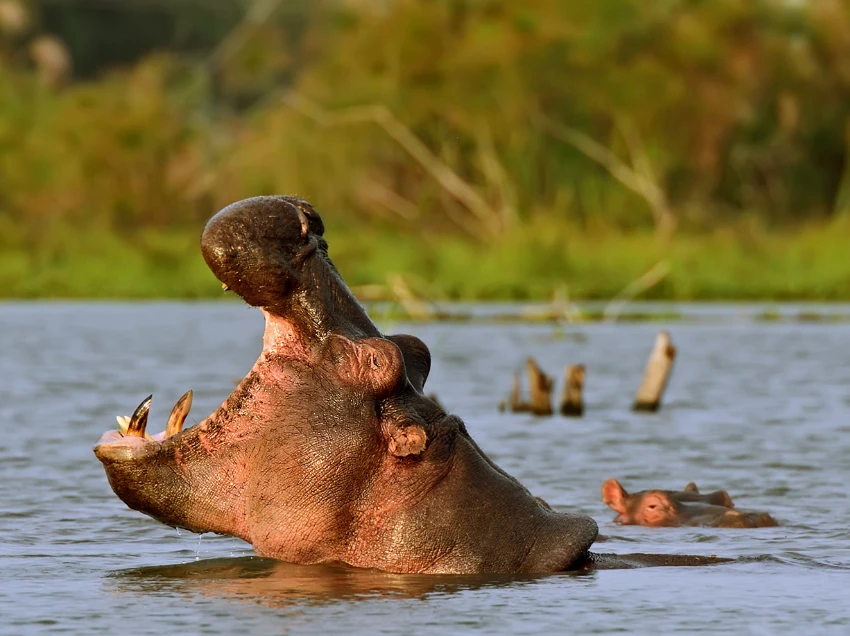 Lake Naivasha Wildlife