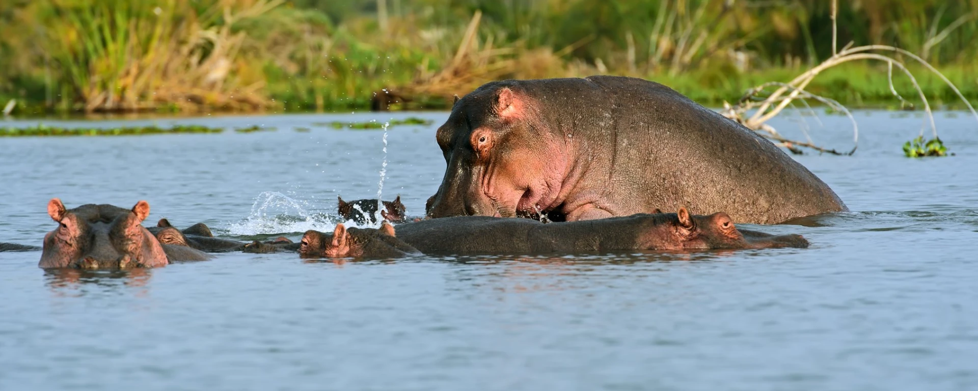 Lake Naivasha National Park