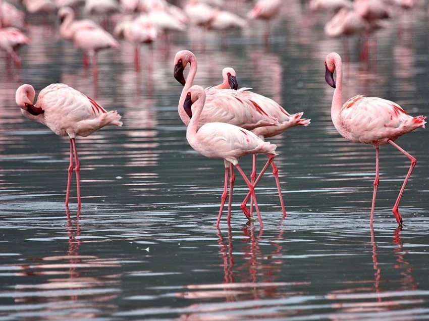 Lake Nakuru Birdlife