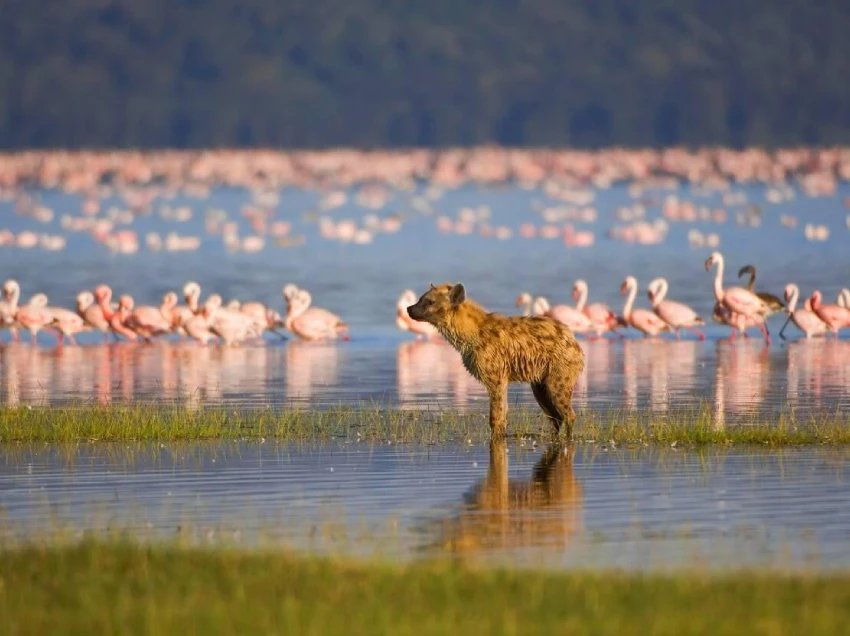 Lake Nakuru Attractions