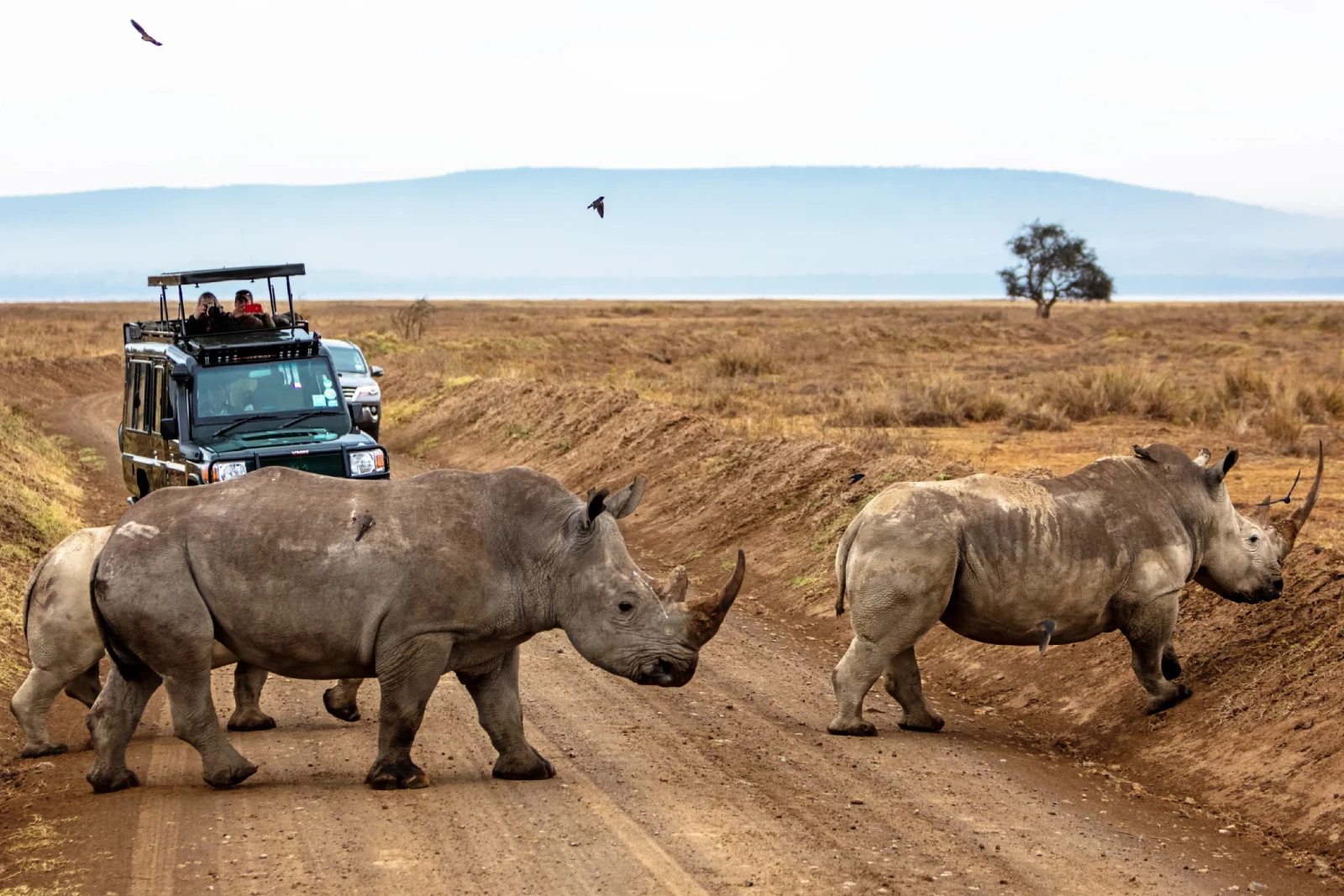 Rhino Tracking