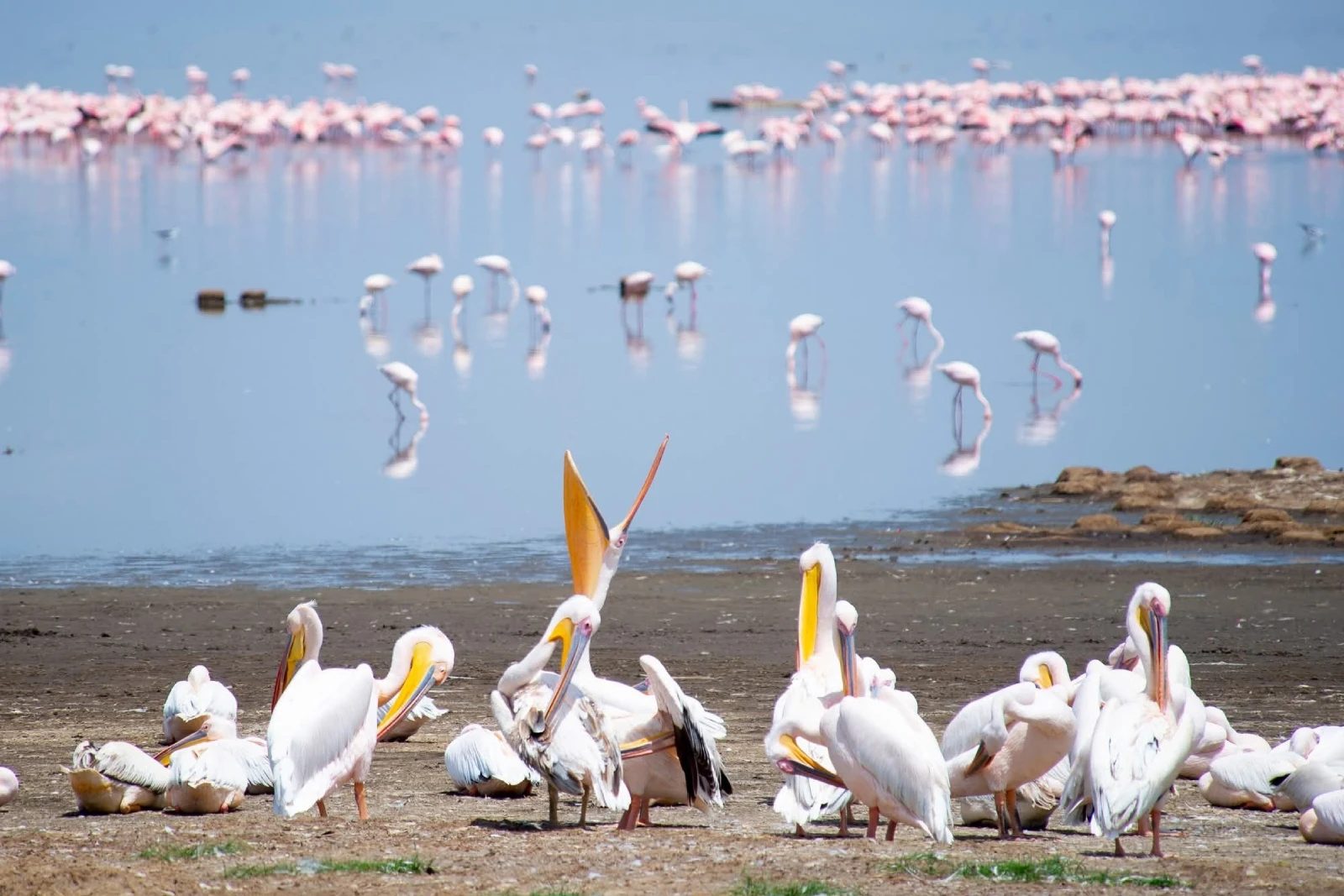 Lakeshore Bird Sweep