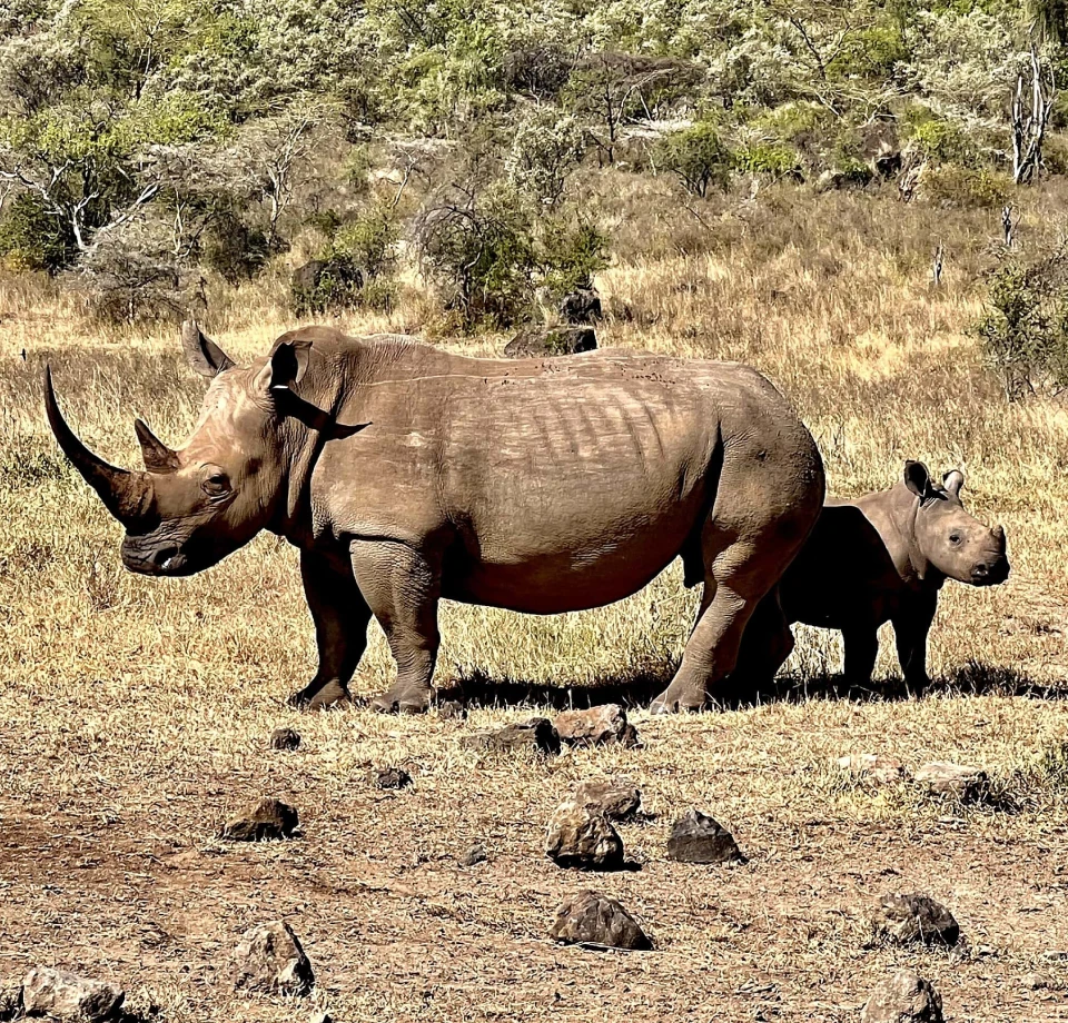 Rhino Stronghold