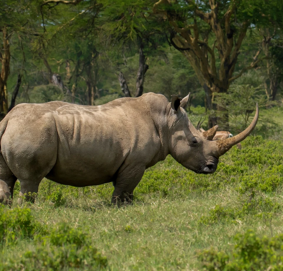 Lake Nakuru Wildlife