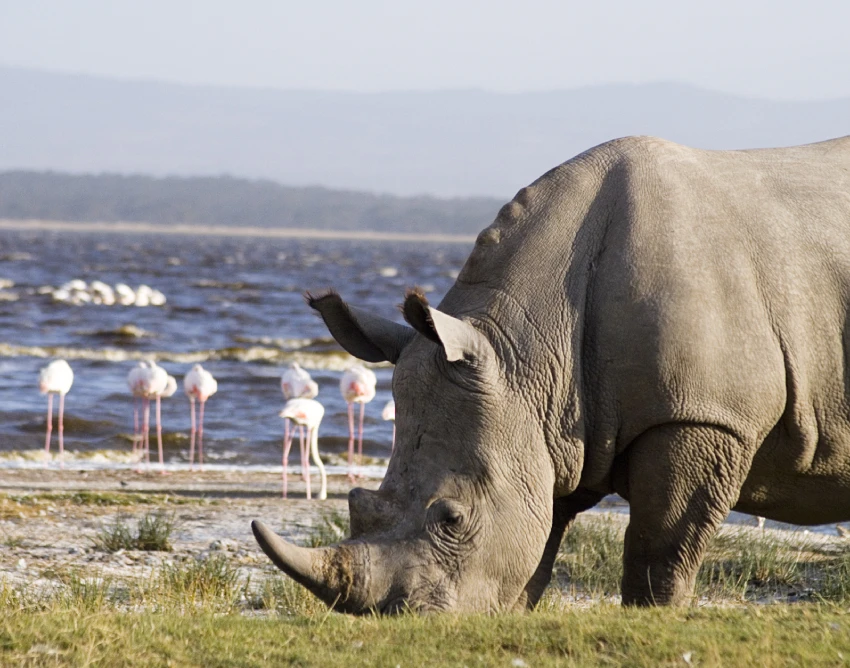 Lake Nakuru Wildlife
