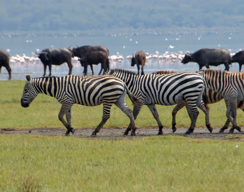 Lake Nakuru Attractions