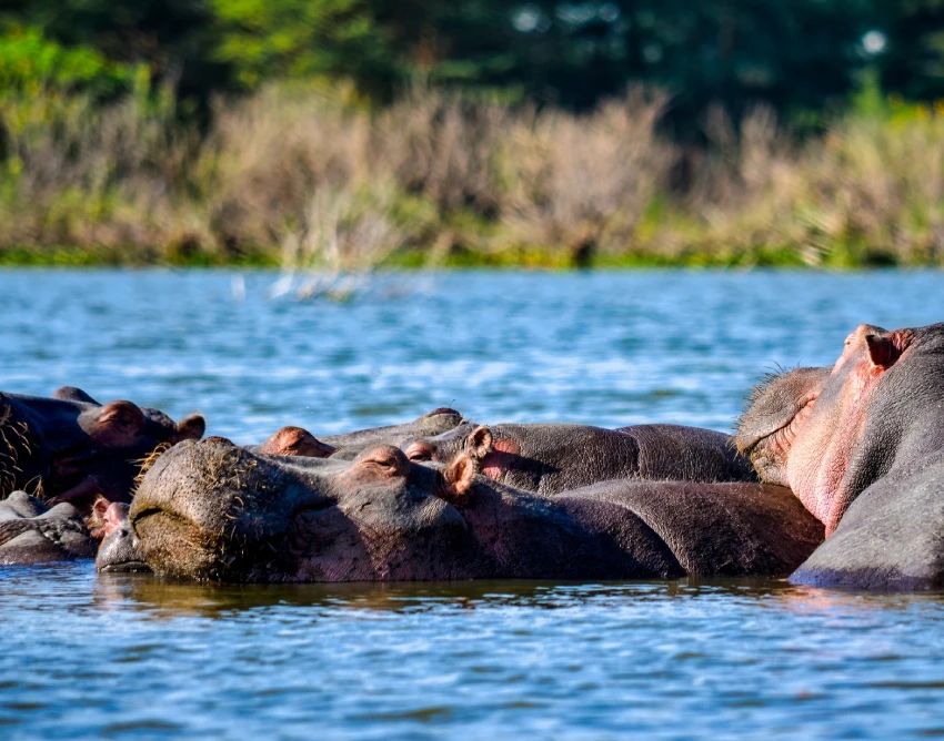 Lake Nakuru National Park