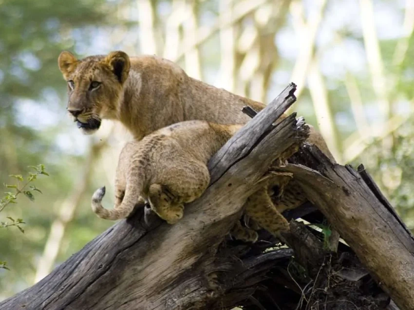 Lake Nakuru Wildlife