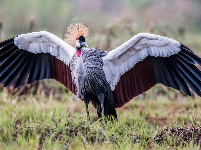 Lake Ruhondo Birdlife