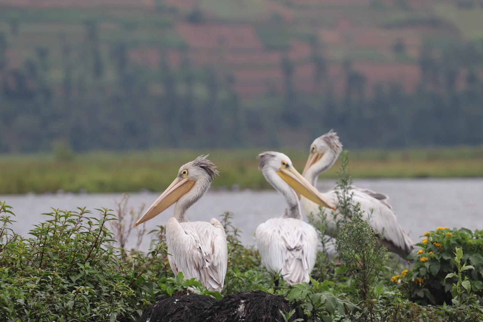 Birdwatching Nature Walks