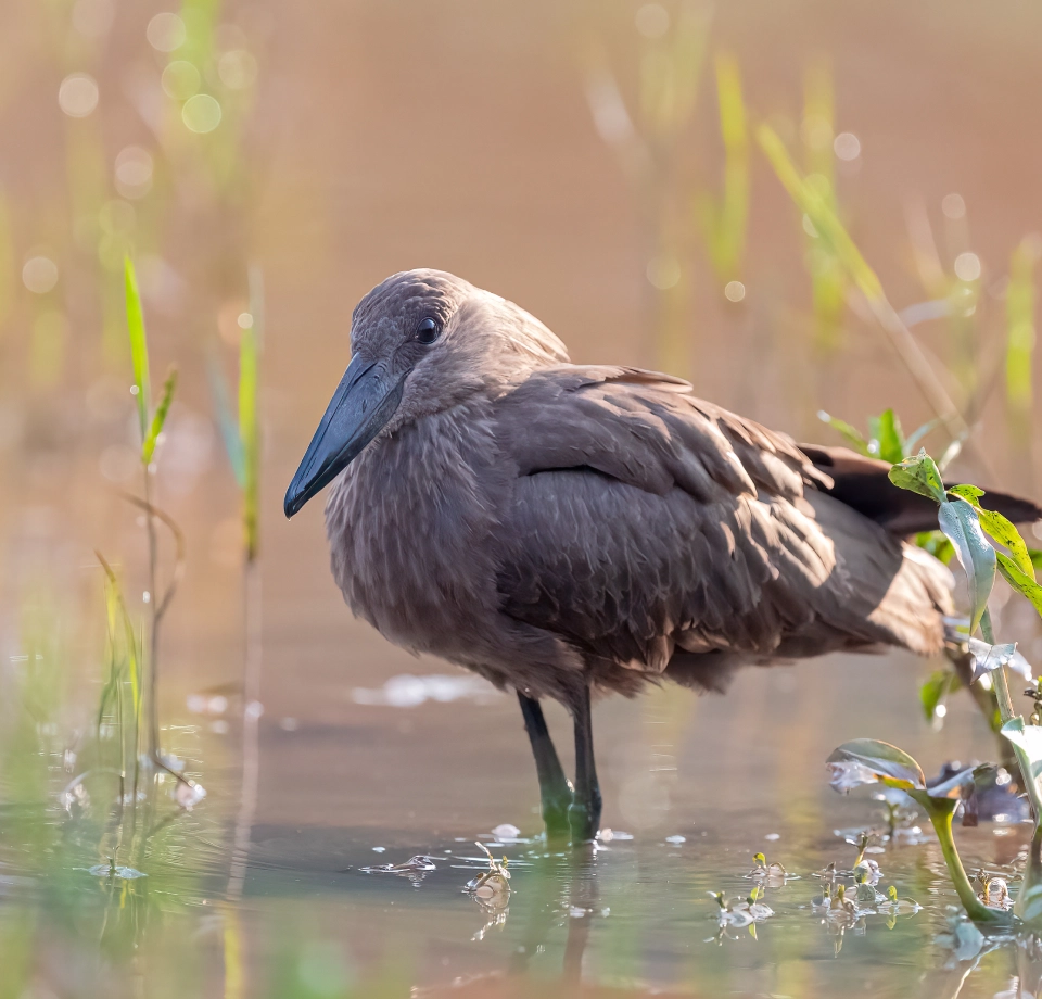 Vibrant Birdlife Wildlife Haven