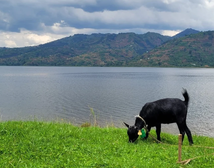 Lake Ruhondo Wildlife