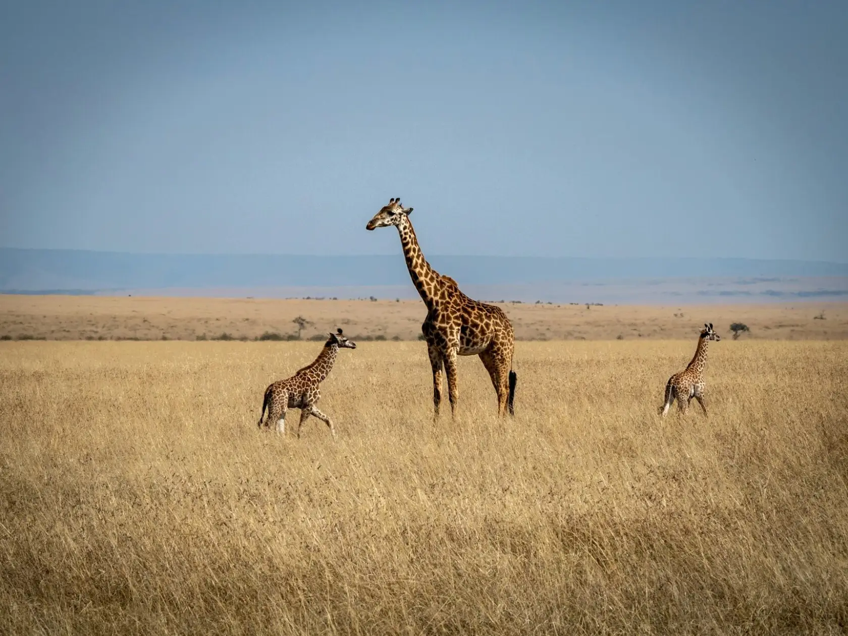 Kenya Destination Safari