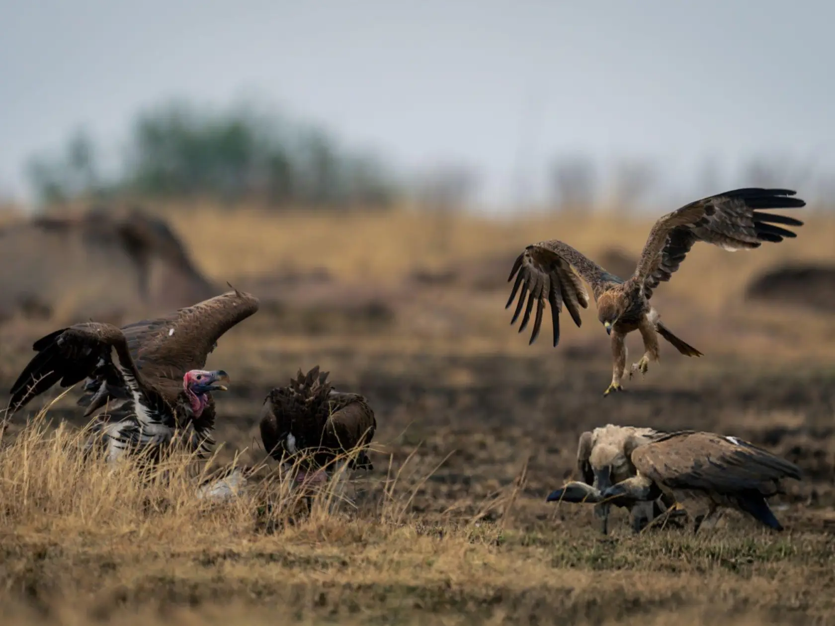 Kenya Destination Safari