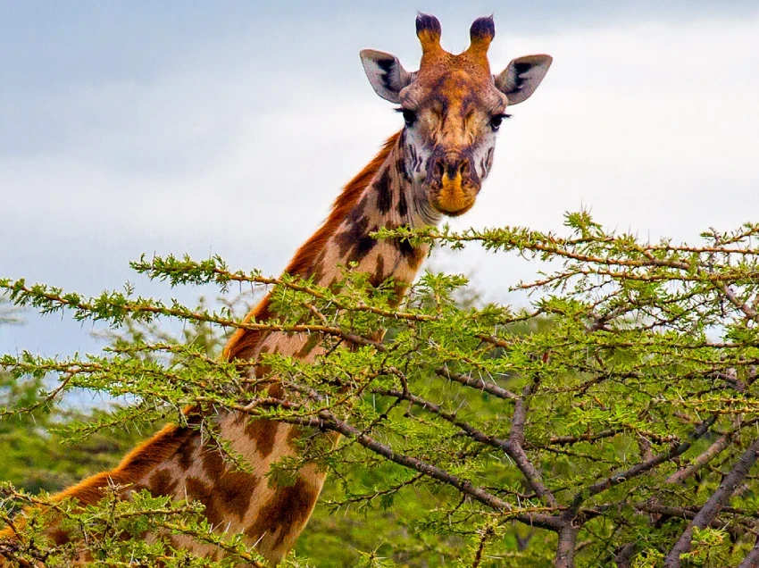 Masai Mara Attractions