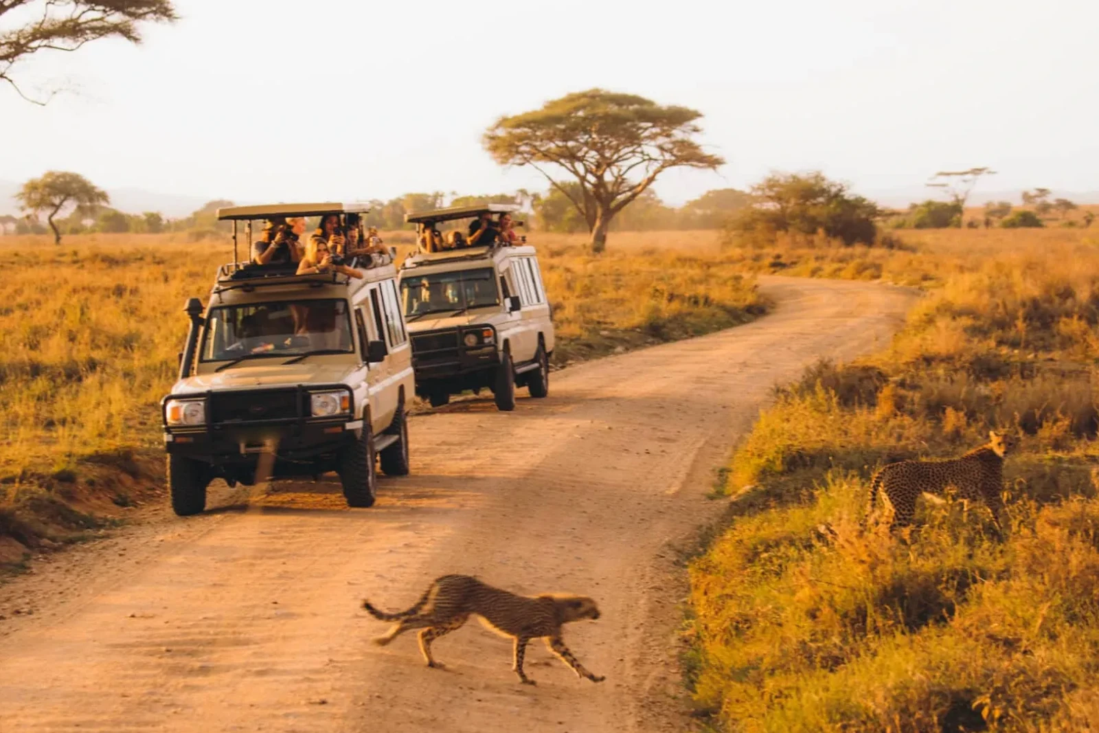 Guided Game Drives