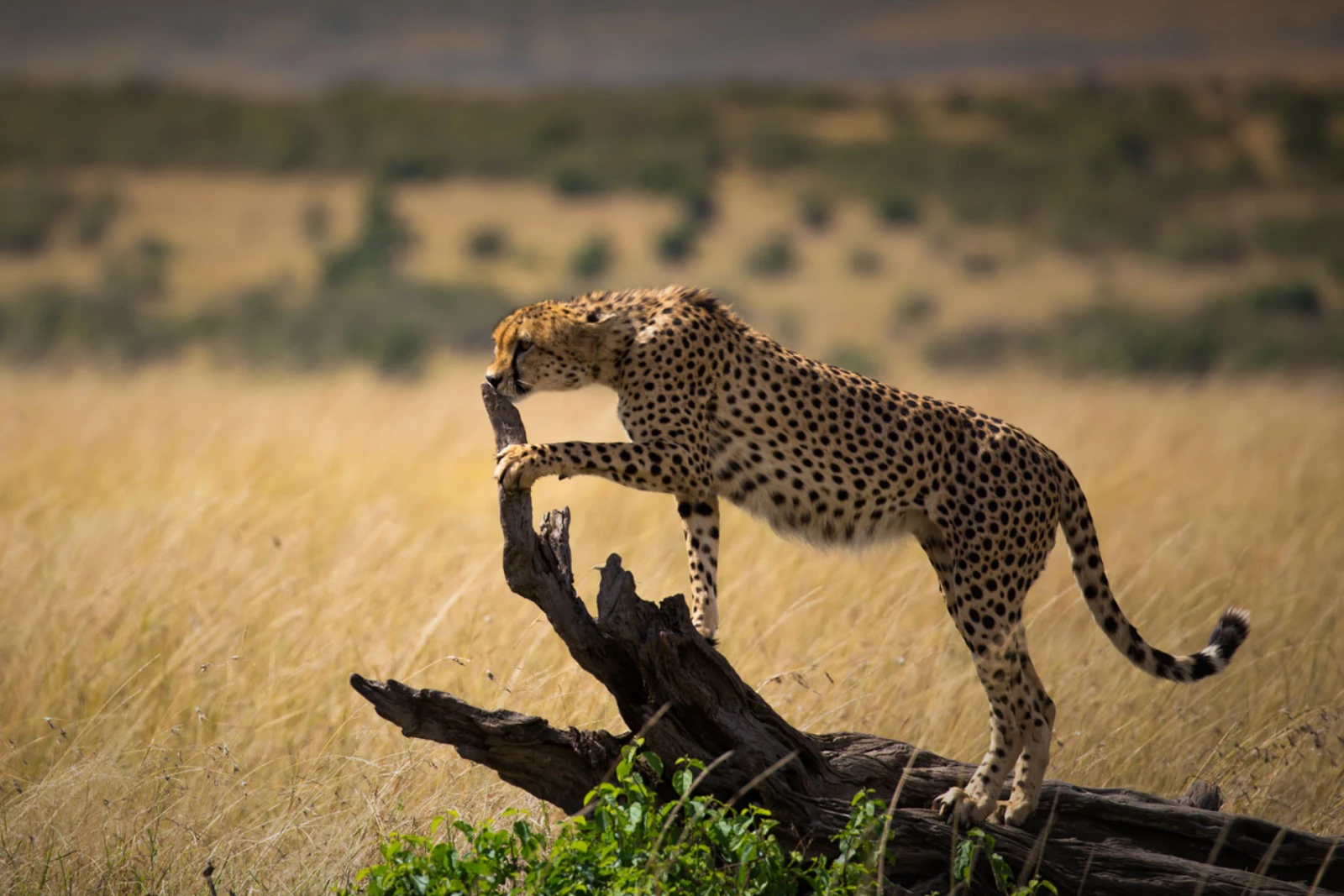 Photography-Focused Drives