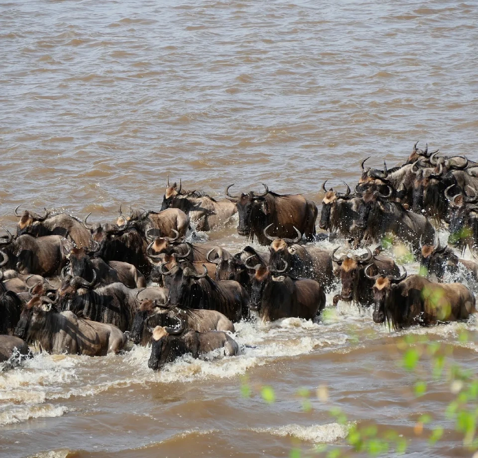 River Crossings Plains