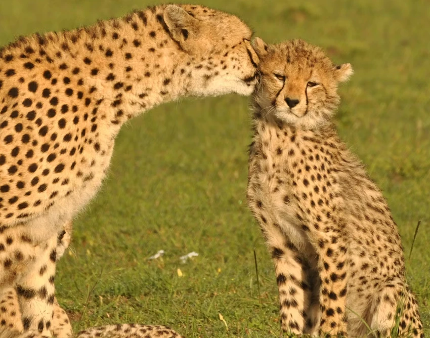 Masai Mara National Reserve