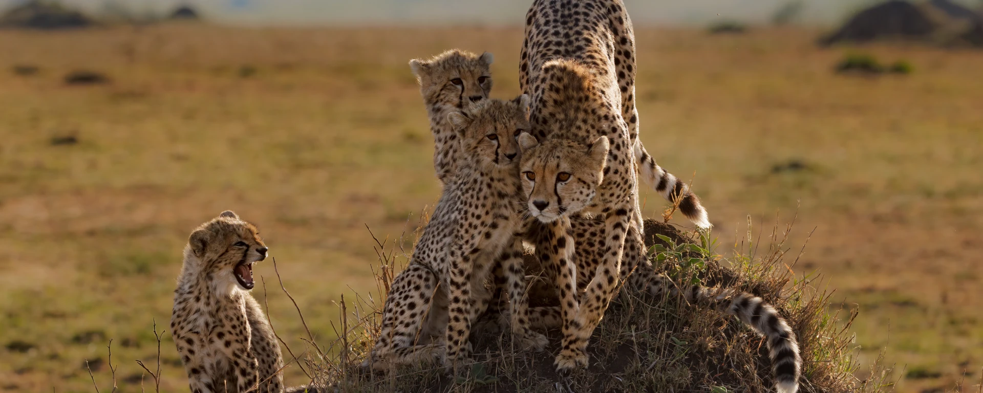 Masai Mara National Reserve