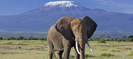Snowytop Safaris