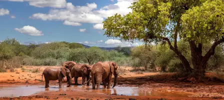 Snowytop Safaris