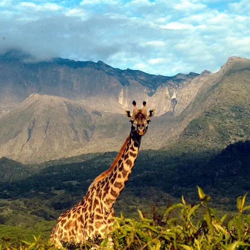 Snowytop Safaris